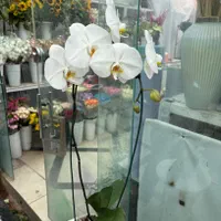 ارکیده|گل و گیاه طبیعی|تهران, شهرک امید|دیوار
