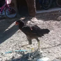 خروس ومرغ لاری|حیوانات مزرعه|ماهدشت, |دیوار