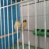 قناری گلستر