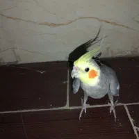 عروس هلندی نرو ماده