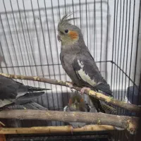 عروس هلندی|پرنده|قم, شهرک مهدیه (مدرس)|دیوار