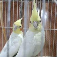 گم شده