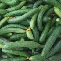 خیار شور خوشمزه