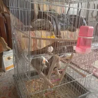 جفت عروس هلندی نر و ماده سخنگو