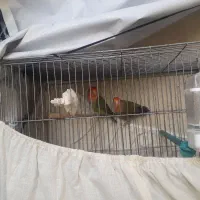 یک جفت طوطی برزیلی بازیگوش|پرنده|نسیم‌شهر, |دیوار