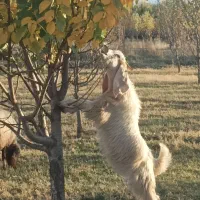 بزغاله نر|حیوانات مزرعه|سیلوانه, |دیوار