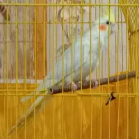 جفت جوان ودوتا عروس نرمه خورودون خور|پرنده|بندرعباس, |دیوار