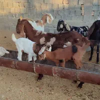 فروش تعداد ۱۵ بز پاکستانی به همراه کهره