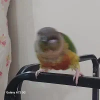 یک جفت طوطی گرینچیک مولد