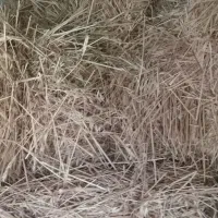 علف خشک شده گندم و چاودار (بده)