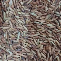 فروش شلتوک  درجه یک|خوردنی و آشامیدنی|اهواز, دغاغله|دیوار