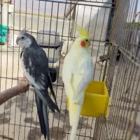 یک جفت عروس هلندی مولد|پرنده|بروجرد, |دیوار