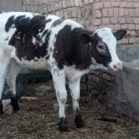 گوساله سیمینتال