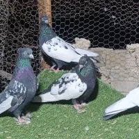 کبوتر سینه سیاه|پرنده|شیراز, شهرک گلستان|دیوار