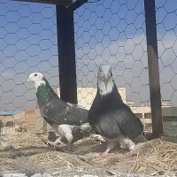 ۱۰ جفت|پرنده|قلعه نو, |دیوار