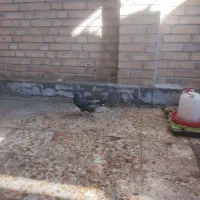 کبوترفروشی|پرنده|رامهرمز, |دیوار