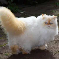 واگذاری گربه هیمالیا