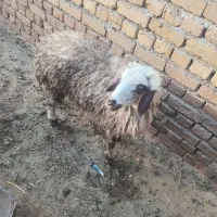 بره ماده|حیوانات مزرعه|گیان, |دیوار