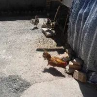 خروس سیبرایت