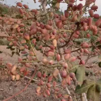 باغ پسته در نزدیک قم|فروش زمین و ملک کلنگی|قم, نخودی|دیوار