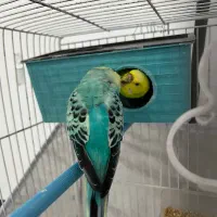 مرغ عشق|پرنده|رشت, ولکس|دیوار