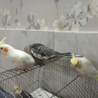 عروس هلندی جوجه|پرنده|تهران, بیسیم|دیوار