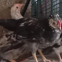 جوجه خروس بوقلمون