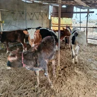 12عدد گوساله ماده دورگ محلی|حیوانات مزرعه|بندر ترکمن, |دیوار