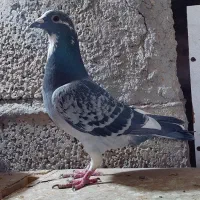 پرنده سرعتی