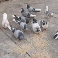 کفتر|پرنده|شاهین‌شهر, گزبرخوار|دیوار