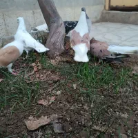 کبوتر|پرنده|اسفراین, |دیوار