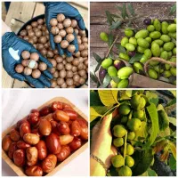 فروش ریشه فندق سنجد گردو زیتون