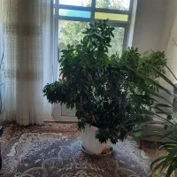 گل دیفن و گل شلفرا