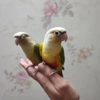 یک جفت طوطی گرینچیک کاملا دستی و بازیگوش