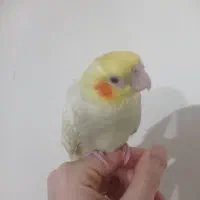 جوجه البینو معاوظه|پرنده|پاکدشت, پاکدشت (مامازند)|دیوار