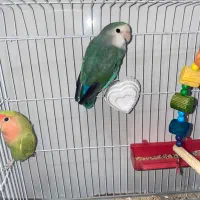 برزیلی|پرنده|بندرلنگه, |دیوار