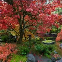 هرس پیوند درختان بیل زنی باغ کاردرباغ کاشت