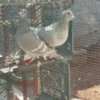 الماسی درجه یک دور رنگ جفت درجه یک