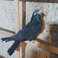 کبوتر|پرنده|اصفهان, منتظرالمهدی|دیوار