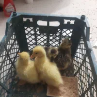 جوجه قوغاز اوکراینی جوجه گلین