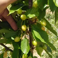 باغ سنددار۱۷۰۰متر در منطقه سامان شوراب امامیه|فروش زمین و ملک کلنگی|شهرکرد, |دیوار