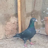زاغ دورگ|پرنده|شوشتر, |دیوار