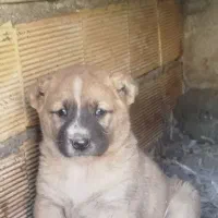 سگ سرابی عراقی پژدر خراسانی آلابای افغان