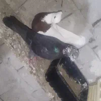 پرنده