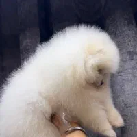 سگ پامر نر خرسی وارداتی میکروچیپ دار|سگ|تهران, پاسداران|دیوار