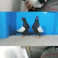 کبوتر سینه 2جفت ونره سینه سرخ برازجان