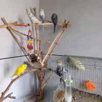 ۶ قطعه مرغ عشق ۵۰۰تومن