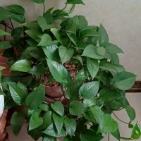 گل پتوس|گل و گیاه طبیعی|سرپل ذهاب, |دیوار