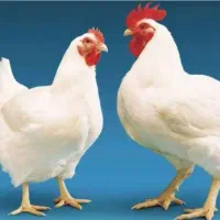 مرغ و خروس قربانی