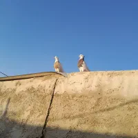 کبوتر طوقی نروماده|پرنده|آبدانان, |دیوار